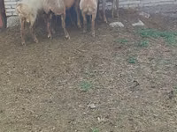 Oveja, Arashan sheep — foto 6