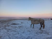 Stute, Yakutian horse — Foto 3