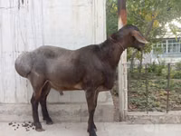 Qoʻchqor, Arashan sheep — 4-rasm