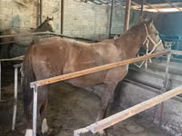 Horse (M), Horses — photo 3