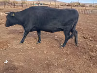 بقرة, Latvian Blue cattle — الصورة 2