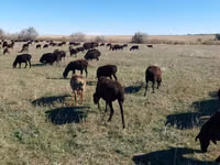 نعجة, Edilbay sheep — الصورة 8