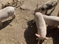 Schweine (Partie, Geschlecht nicht angegeben) — Foto 4