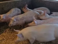 公猪, Pigs — 照片 3