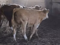 公牛, Simmental cattle — 照片 4