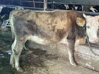 Bull, Latvian Blue cattle — photo 6