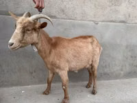 Goat, Alpine goat — photo 3