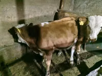 Bulle, Simmental cattle — Foto 7