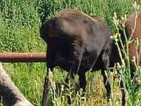 Schaf, Arashan sheep — Foto 1