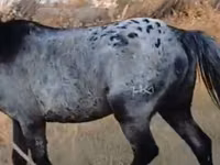 Caballo, Kazakh horse — foto 3