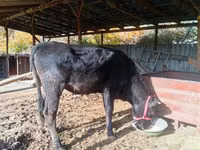 Kuh, Swiss cattle — Foto 5
