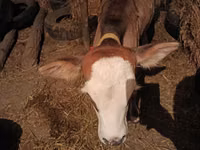 母牛, Cattle — 照片 3