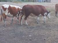 母牛, Latvian Blue cattle — 照片 2