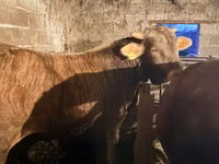 公牛, Swiss cattle — 照片 1