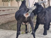 عنزة, Alpine goat — الصورة 4
