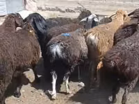 أغنام (دفعة، الجنس غير محدد), الأغنام — الصورة 4