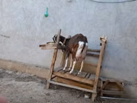 Cabro, Toggenburg goat — foto 7