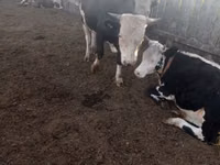 Bull, Russian Black pied cattle — photo 7