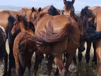 Mare, Horses — photo 2