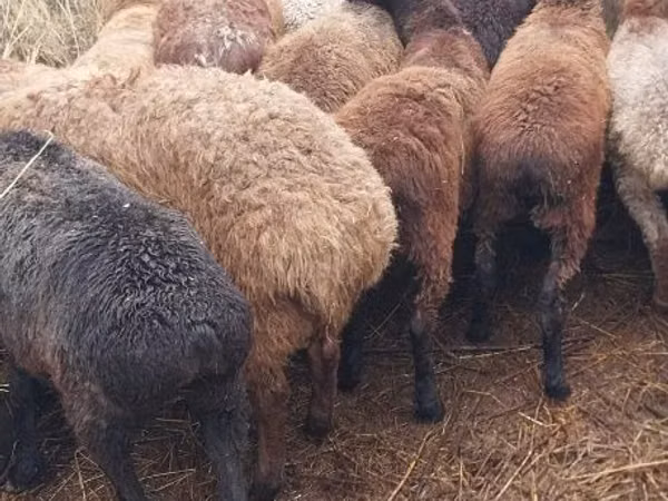 Кочкор, Койлор — Казакстан