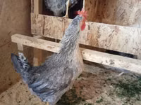 Chickens — 4-rasm