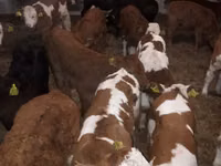 Бұқа, Simmental cattle — 2-сурет