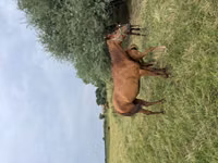 فرس, Kazakh horse — الصورة 4