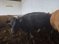 Rinder (Partie, Geschlecht nicht angegeben), Simmental cattle — Foto 4