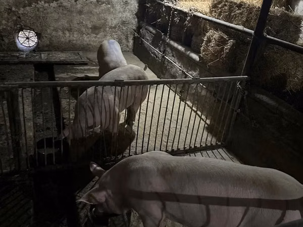 Eber, Schweine
