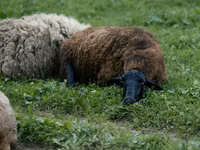 Schaf, Schafe — Foto 2