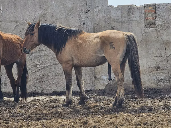Hengst, Mugalzhar horse