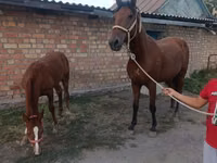 فرس, Thoroughbred horse — الصورة 1