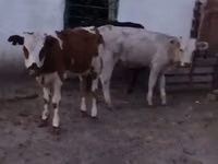 公牛, Cattle — 照片 1