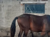 Caballo, Caballos — foto 1