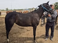 Stute, Akhal-Teke — Foto 1