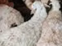 كبش, الأغنام — الصورة 3