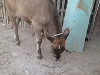 Bulle, Swiss cattle — Foto 2