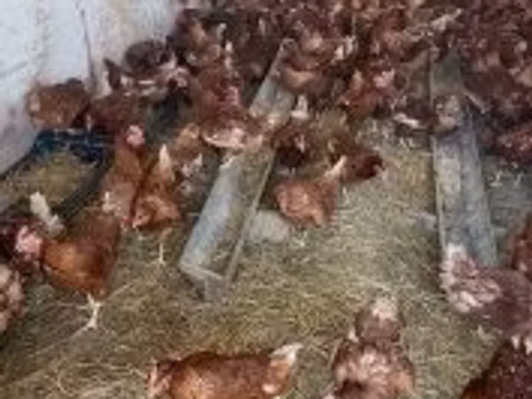 Chickens