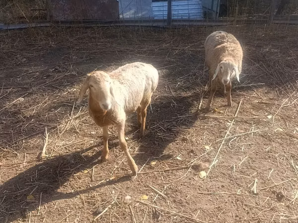 Oveja, Tian-Shan semifinewool sheep