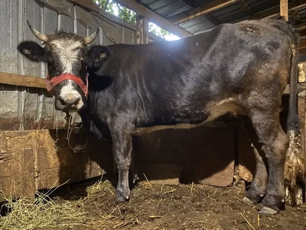Kuh, Swiss cattle — Kirgisistan