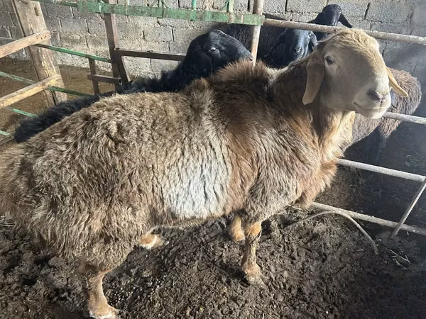 Schafe (Partie, Geschlecht nicht angegeben), Arashan sheep — Usbekistan