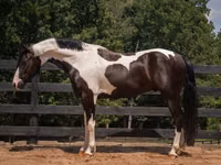 Aygʻir, Friesian — 5-rasm