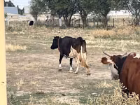 母牛, Latvian Blue cattle — 照片 3