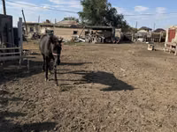 Stute, Kazakh horse — Foto 2