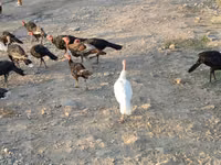 Turkeys — 5-сурет