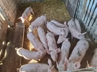 猪（批次，未指定性别）, Pigs — 照片 5