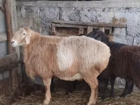 كبش, Arashan sheep — الصورة 1