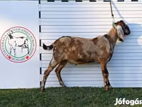 Ziegenbock, Nubian Goat — Foto 2
