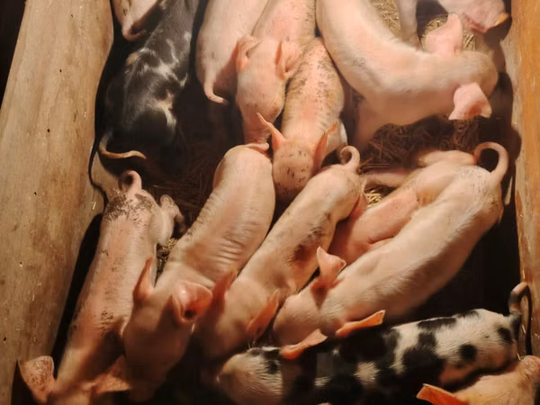 Schweine (Partie, Geschlecht nicht angegeben), Schweine — Kasachstan