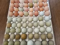 Chickens — الصورة 4